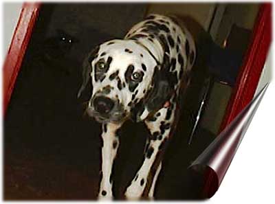 dafne