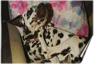 dafne