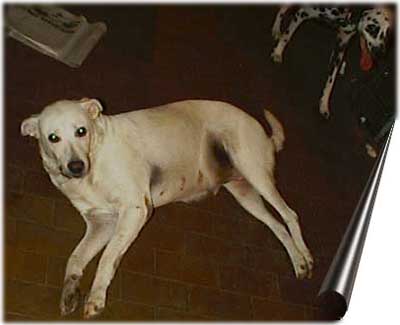 ganjia1.jpg - 11186,0 K