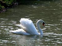 Lago del Giglio - Villa Pamphili - cigno