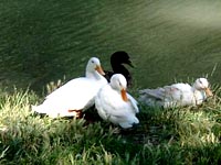 Lago del Giglio - Villa Pamphili -  papere