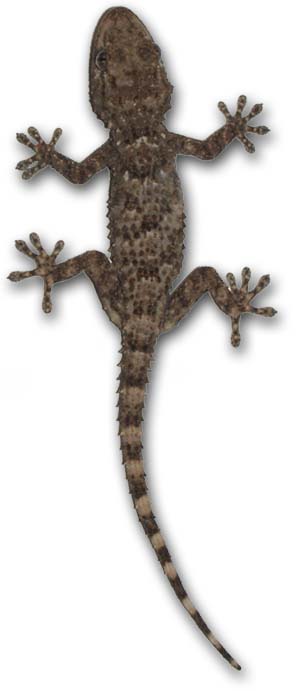 Gecko del L38 Squat 1:1 :-)